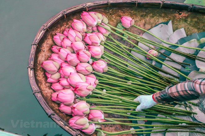 组图:西湖莲花茶——河内夏季特产 ảnh 2 组图:西湖莲花茶——河内夏季特产 ảnh 2