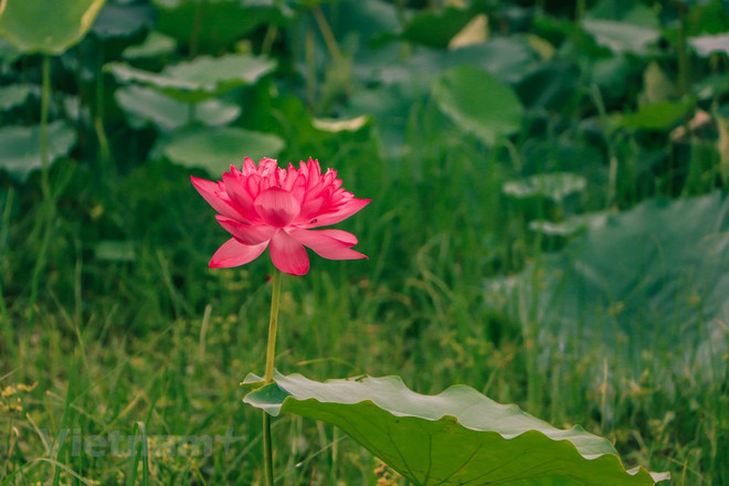 组图:西湖莲花茶——河内夏季特产 ảnh 1 组图:西湖莲花茶——河内夏季特产 ảnh 1
