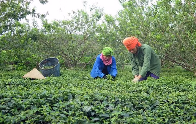 世行：过去10年越南消除贫困的速度令人印象深刻 ảnh 2