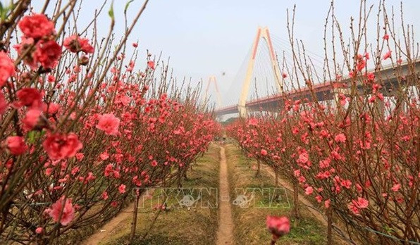 桃花的意义 ảnh 1 桃花的意义 ảnh 1