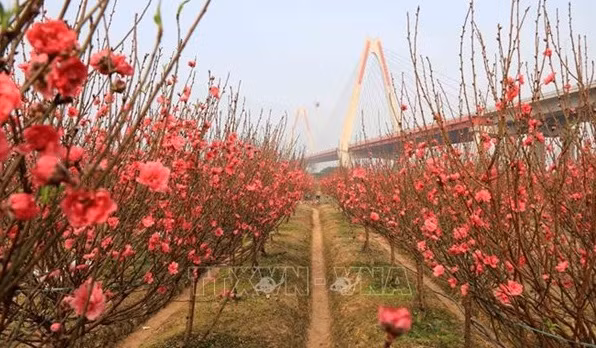 桃花的意义 ảnh 1 桃花的意义 ảnh 1