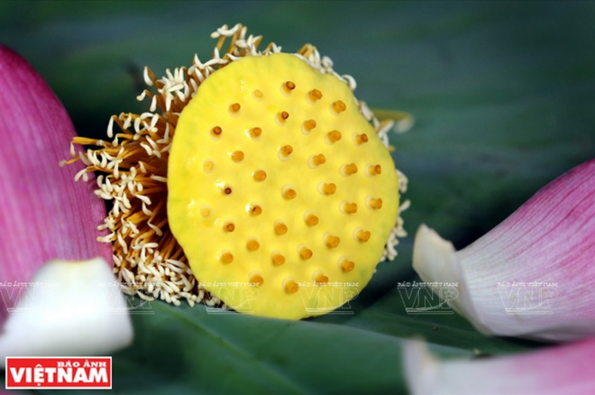 莲子糖水——河内美食精华 ảnh 2