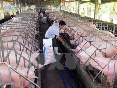 越南Olmix Asialand有限公司饲料添加剂生产厂投入运营 ảnh 1 越南Olmix Asialand有限公司饲料添加剂生产厂投入运营 ảnh 1