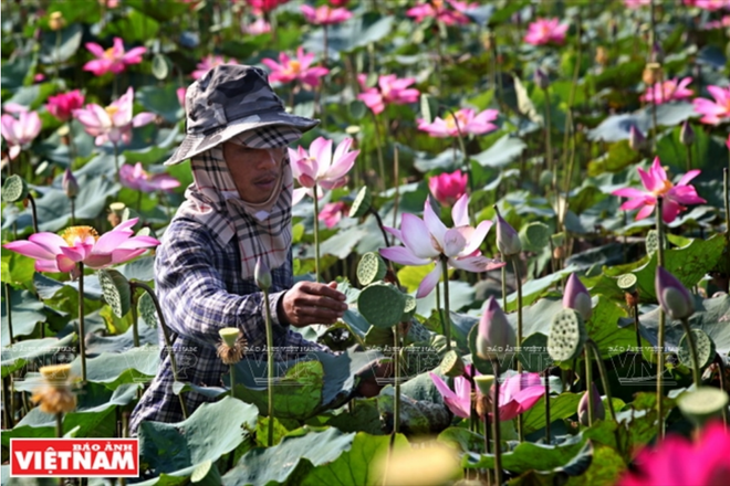 莲子糖水——河内美食精华 ảnh 1