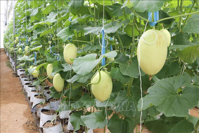 宁顺省凝心聚力推动农业与农村可持续发展 ảnh 2 宁顺省凝心聚力推动农业与农村可持续发展 ảnh 2