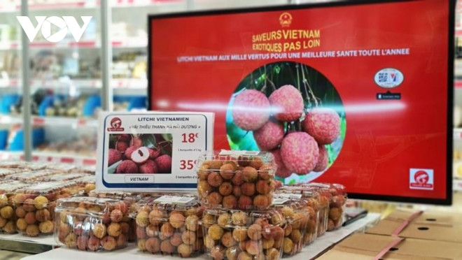 法国企业加快越南荔枝进口计划 ảnh 1 法国企业加快越南荔枝进口计划 ảnh 1