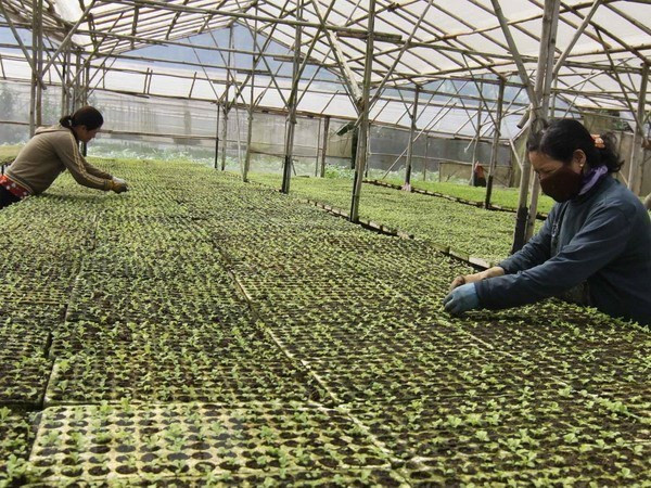 2021年合作、合作社经济论坛将于今年第三季度举行 ảnh 1