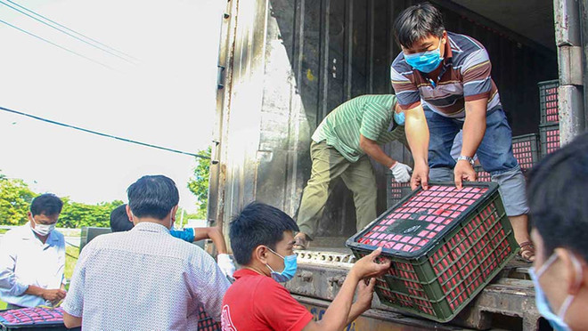 芹苴市联合销售240吨北江荔枝 ảnh 1 芹苴市联合销售240吨北江荔枝 ảnh 1