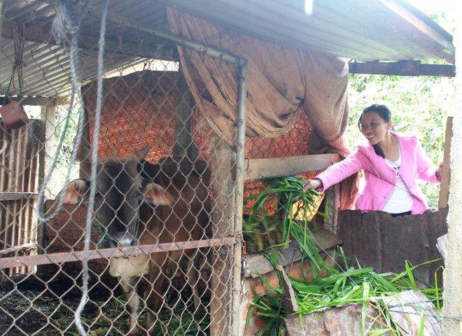 提供生计,协助橙剂受害者克服困难 ảnh 1 提供生计,协助橙剂受害者克服困难 ảnh 1