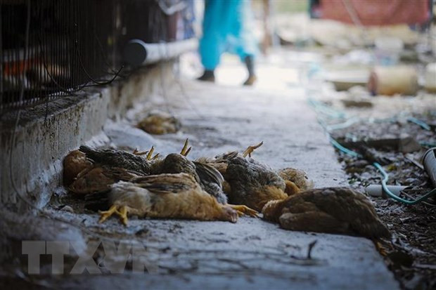 得乐省邦美蜀市公布禽流感疫情 ảnh 1