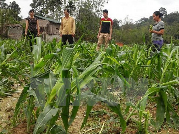 越南宣光省遭冰雹袭击损失严重 ảnh 2 越南宣光省遭冰雹袭击损失严重 ảnh 2