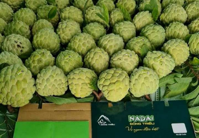 提高广宁省东朝番荔枝的价值 ảnh 2 提高广宁省东朝番荔枝的价值 ảnh 2