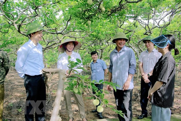 提高广宁省东朝番荔枝的价值 ảnh 1 提高广宁省东朝番荔枝的价值 ảnh 1