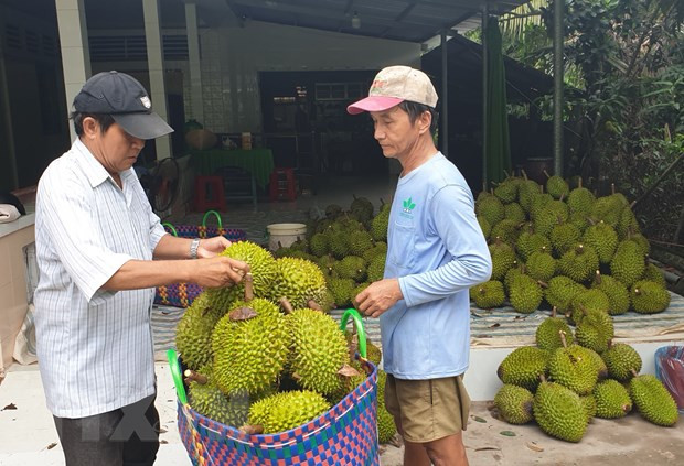 越南Ri6榴莲在澳大利亚畅销 ảnh 1 越南Ri6榴莲在澳大利亚畅销 ảnh 1