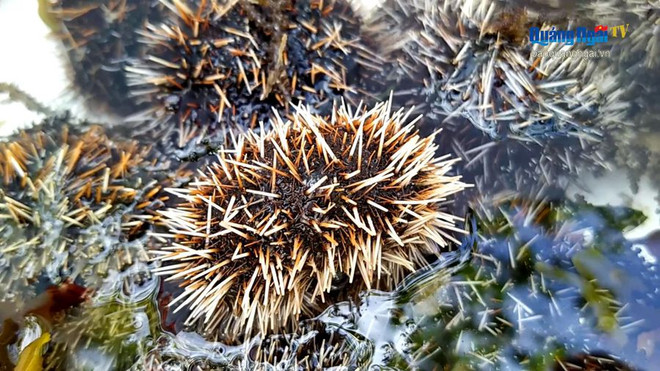 李山岛首次成功展开海胆养殖模式 ảnh 1