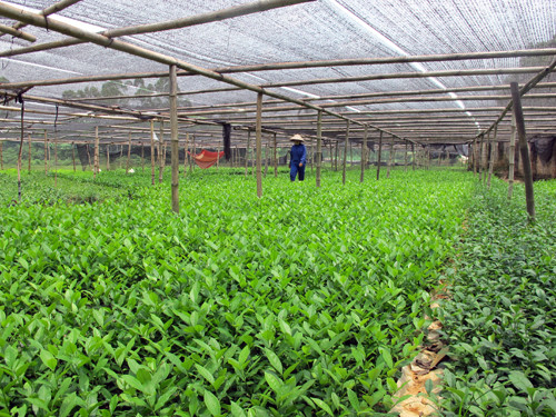 越南富寿省努力寻找发展集体经济之路 ảnh 1 越南富寿省努力寻找发展集体经济之路 ảnh 1