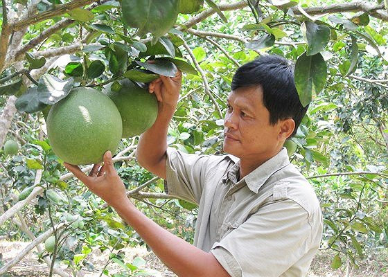 槟椥省省绿皮柚子获得地理标志认证 ảnh 1