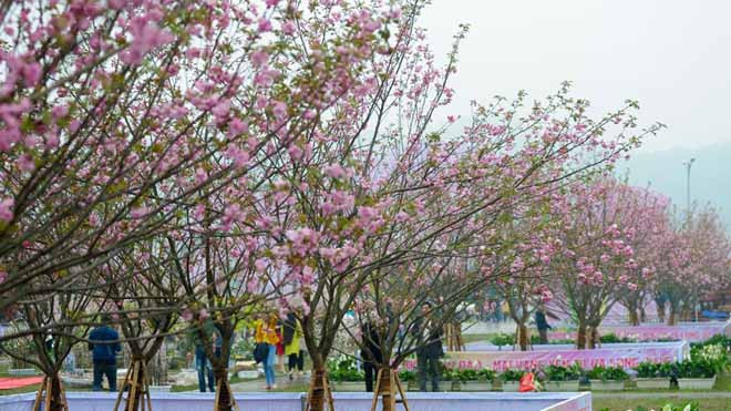 2018年安子黄梅花—樱桃花节将免费开放 ảnh 2 2018年安子黄梅花—樱桃花节将免费开放 ảnh 2