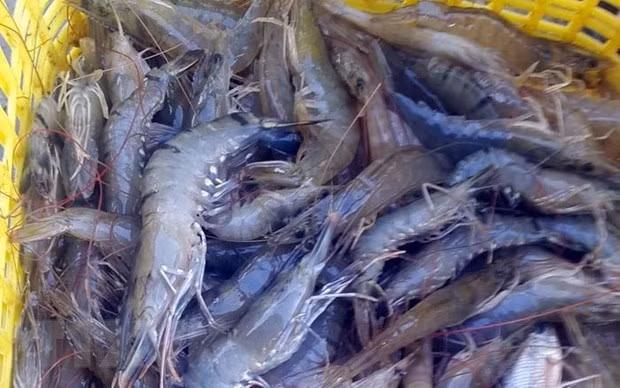 泰国批准进口活虾 ảnh 1