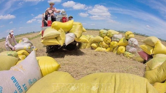 农业部门力争实现农林水产品出口500亿美元的目标 ảnh 1