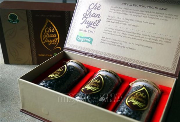 宣光省纳杭县的土特产--山雪茶 ảnh 1 宣光省纳杭县的土特产--山雪茶 ảnh 1