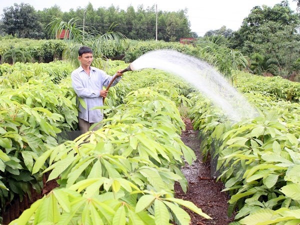 越南林业产业总产值增长率创历史新高 ảnh 1 越南林业产业总产值增长率创历史新高 ảnh 1