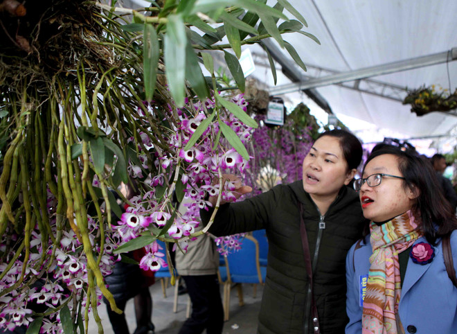 2018年莱州省兰花展开展（组图） ảnh 7