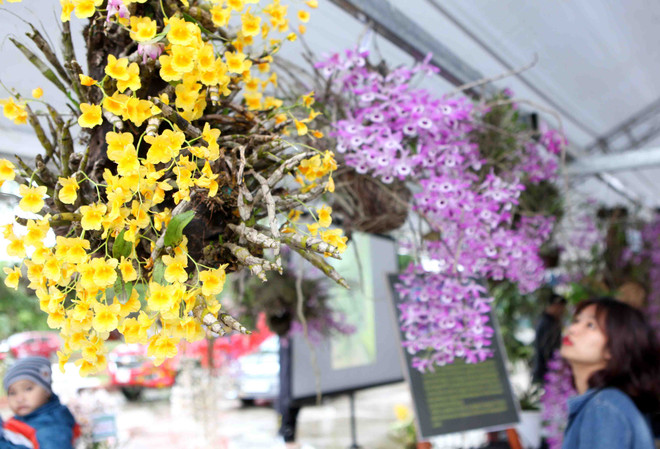 2018年莱州省兰花展开展（组图） ảnh 2