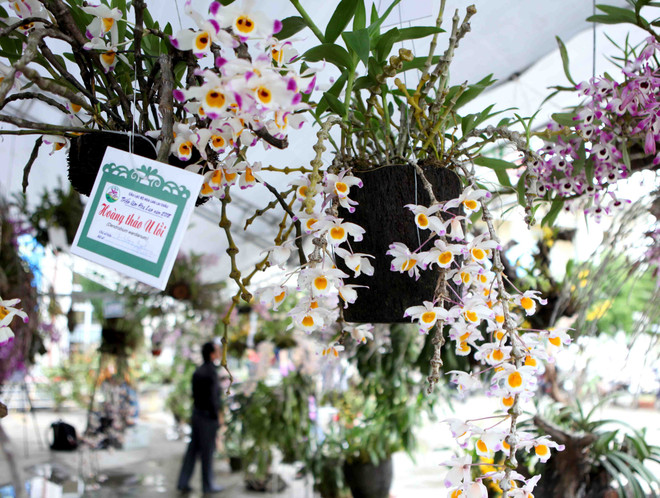 2018年莱州省兰花展开展（组图） ảnh 4