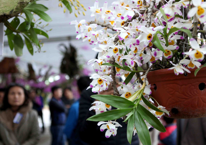 2018年莱州省兰花展开展（组图） ảnh 8