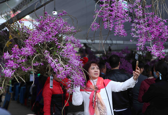 2018年莱州省兰花展开展（组图） ảnh 3