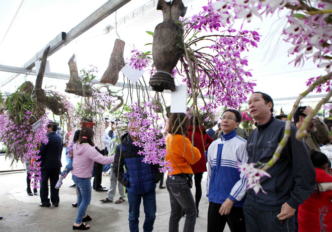 2018年莱州省兰花展开展（组图） ảnh 10