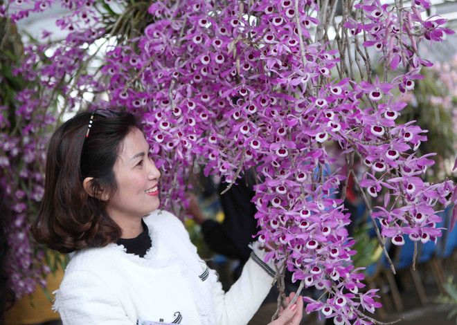 2018年莱州省兰花展开展（组图） ảnh 6