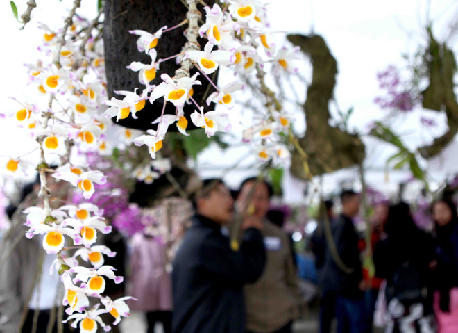 2018年莱州省兰花展开展（组图） ảnh 5