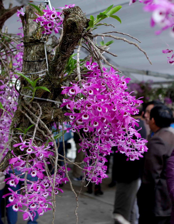 2018年莱州省兰花展开展（组图） ảnh 9