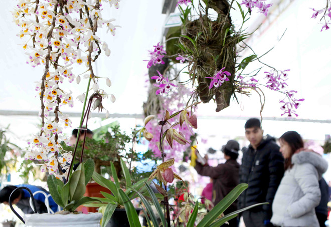 2018年莱州省兰花展开展（组图） ảnh 12