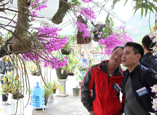 2018年莱州省兰花展开展（组图） ảnh 1