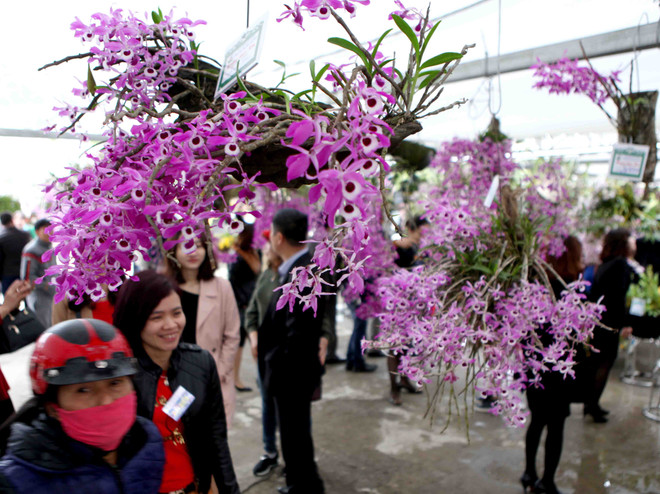 2018年莱州省兰花展开展（组图） ảnh 11