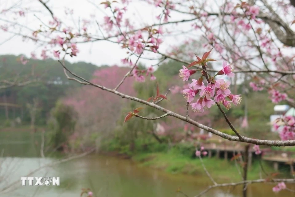 今年芒登镇的冬樱花比往年更加绚烂多彩。图自越通社