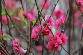 桃花——象征如意与吉祥。图自越通社