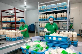 一家蘑菇生产厂。图自越通社
