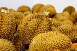 榴莲出口逐步复苏。图自越通社