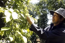 越南胡椒。图自《人民报》