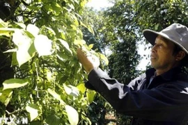 越南胡椒。图自《人民报》