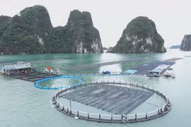 海上养殖——越南海洋经济发展新动能