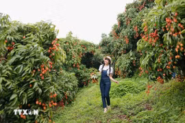 北江荔枝季热潮吸引大量游客 打造农旅融合新亮点。图自越通社