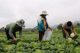 山罗省农业现代化转型。图自越通社