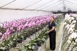 河内发展高科技花卉种植模式迈向绿色农业和应对气候变化。图自心河内报