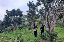 太原省12颗山雪茶树被列入“越南古树”名录。图自vietnam.vn