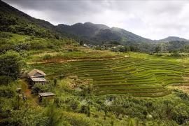 芒村梯田风景之美。图自越通社